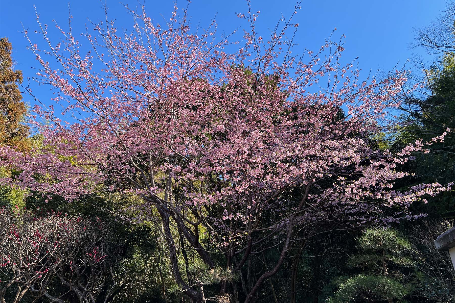 大和田さんが植えた河津桜