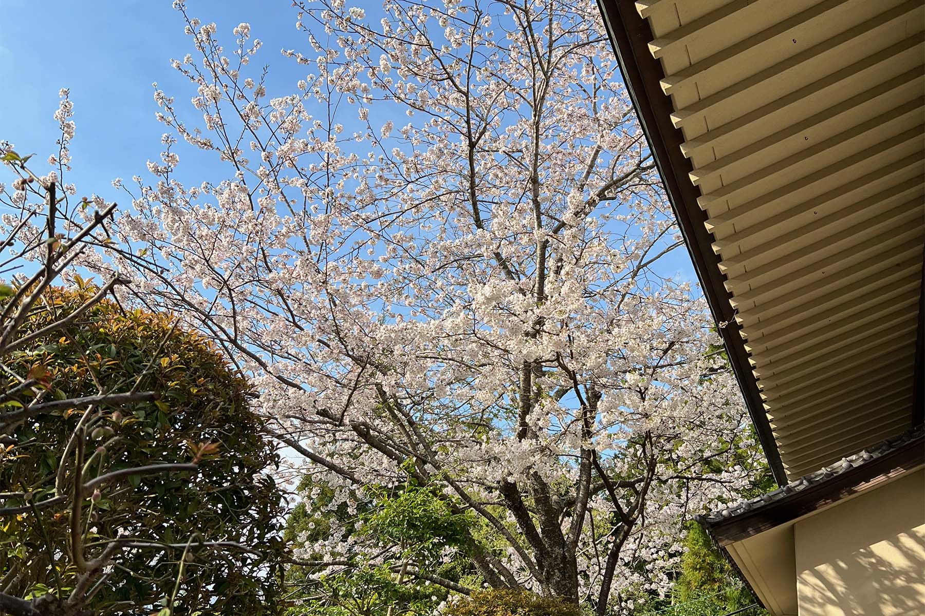 樹齢45年の吉野桜